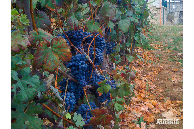 LOS FRUTOS DE MI TIERRA